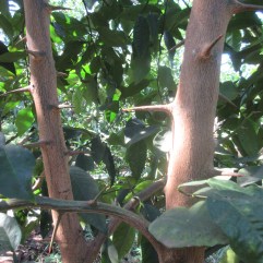 Recon with the dangers of the wild orange tree.