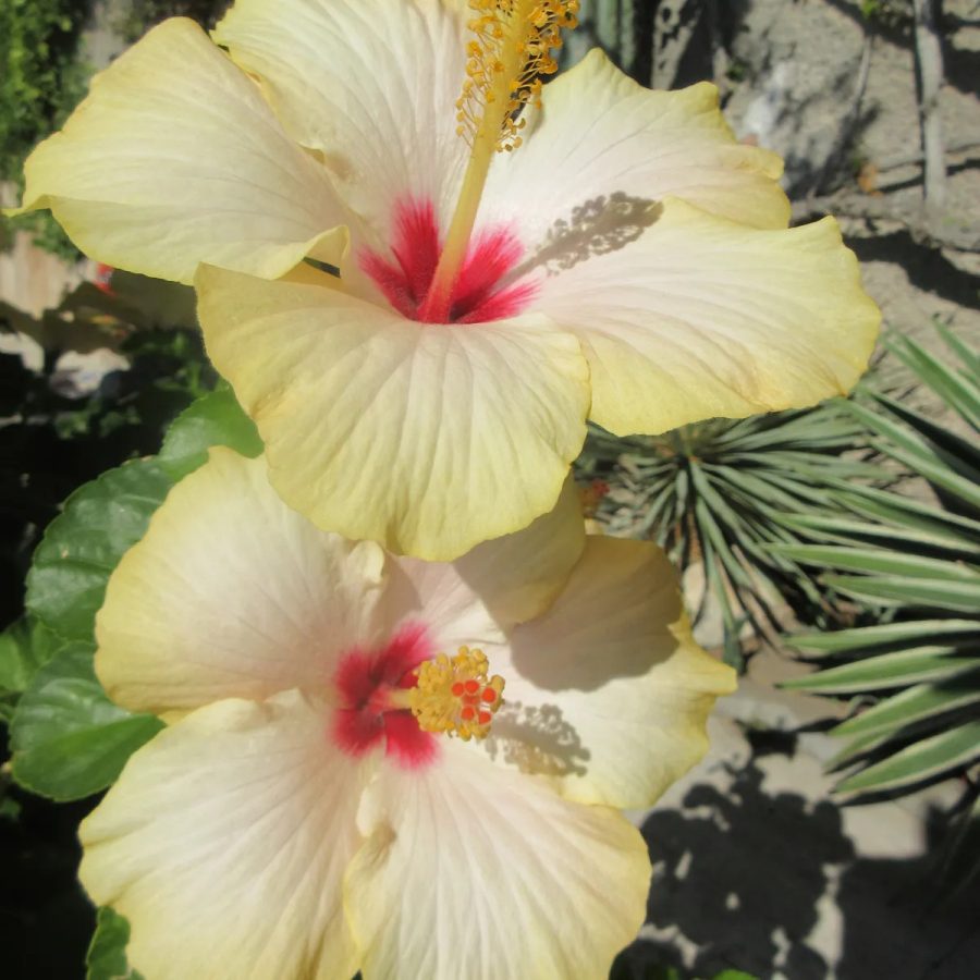 14e-hibiscusdouble_2734