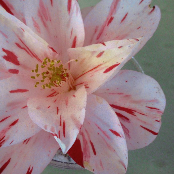 2018camellia 0007 (700x700)