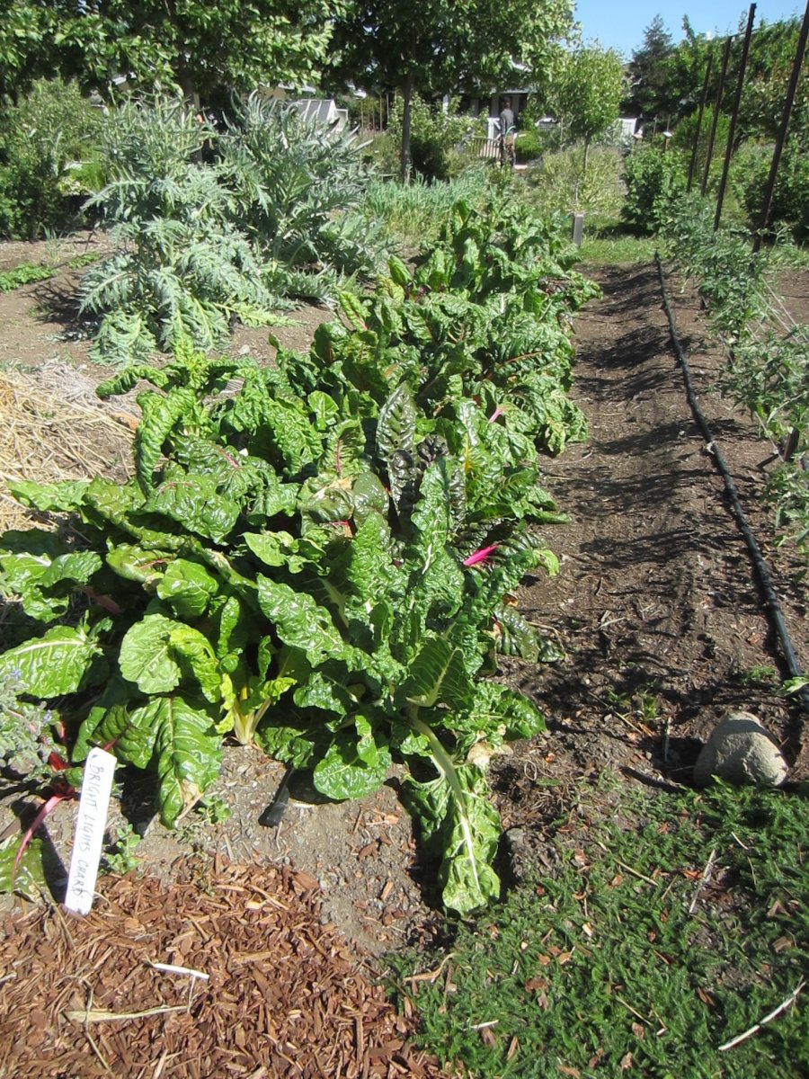 act one the soil (900x1200)