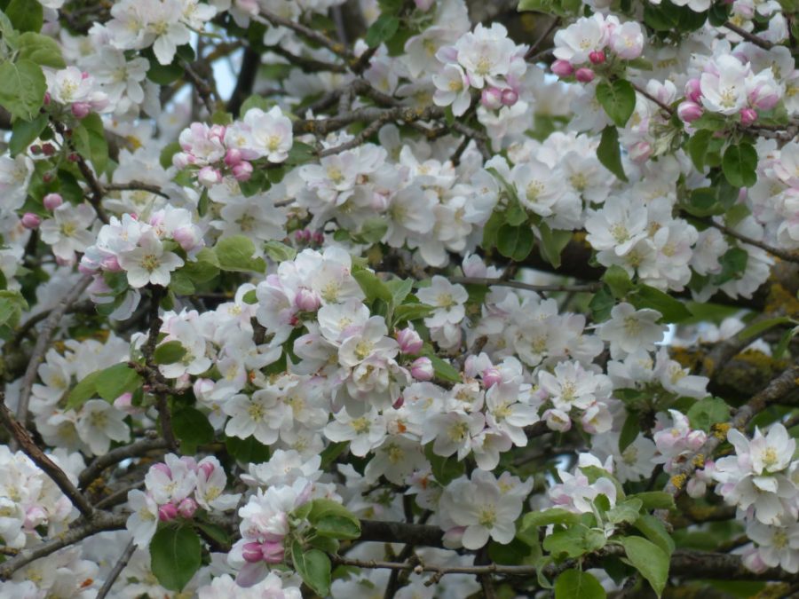 Apple Blossoms - Spring is in the Air!