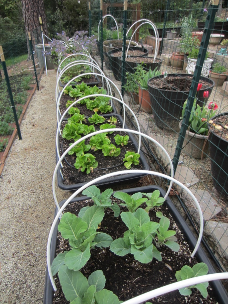 apr veg garden (459x612)