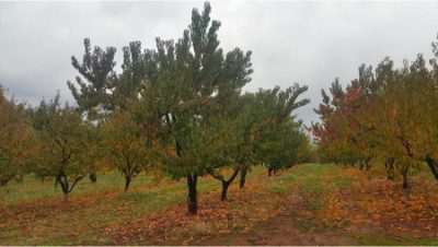 El Dorado Grown A New Series That Champions Our Agricultural Roots