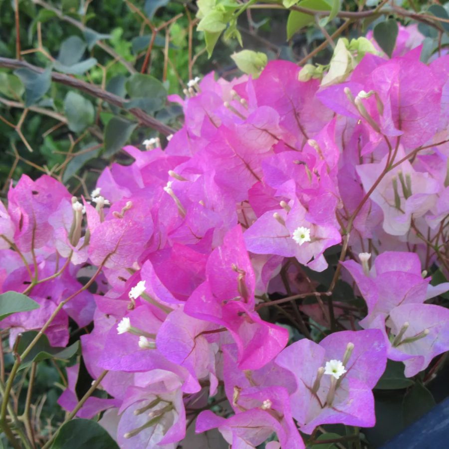 bouganvilla 2727 (900x900)