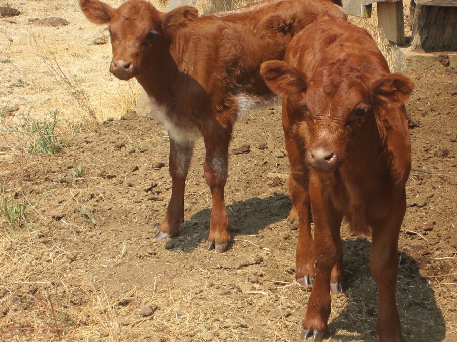 calves2 ic (900x675)