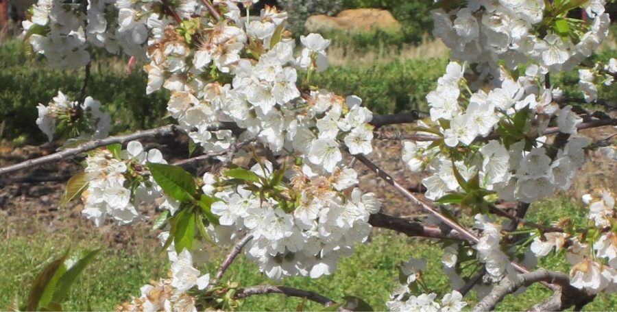 Cherry Blossoms from Fausel Ranch, Placerville.  Photo by Betty Arnold