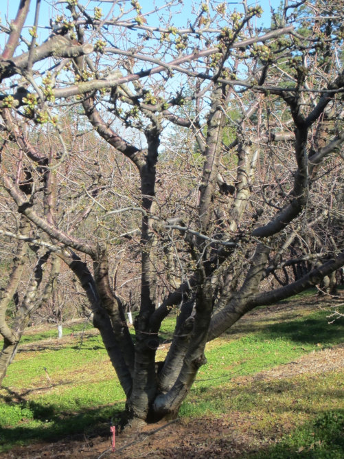 30-year old cherry trees at Fausel Family Farm