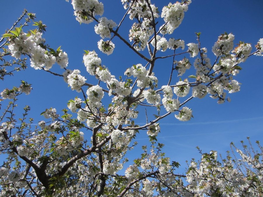 cherryblossbestblue fausel (900x675)