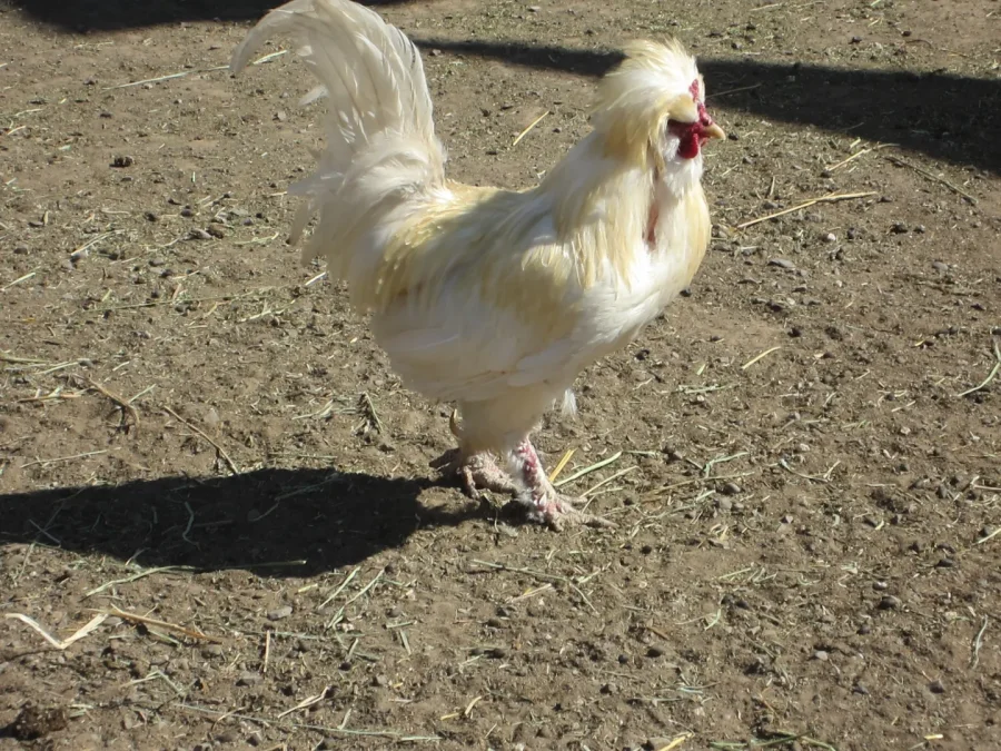 chickens 516 (900x675)