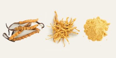 Cordyceps Mushrooms 101