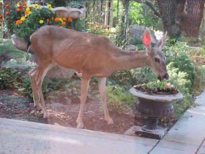 Where Have All My Flowers Gone