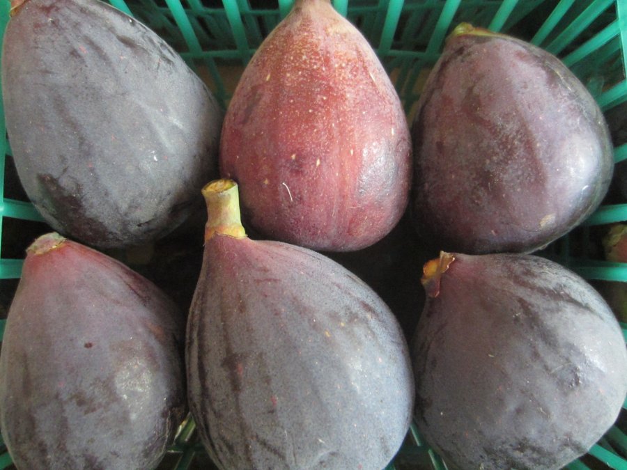Figs in a Basket at a Local Farmer's Market