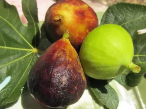 3 Figs