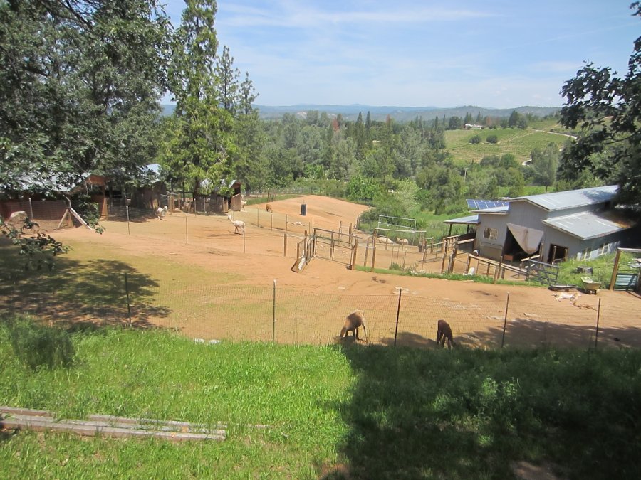 fromthedeck alpacas (900x675)