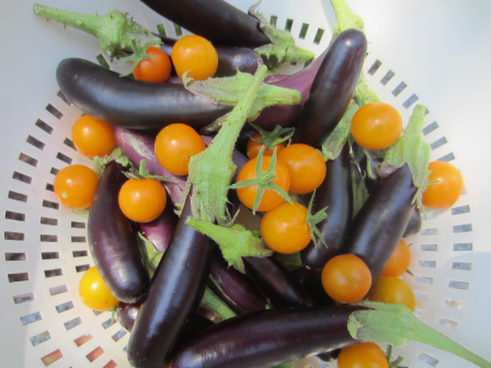 gardeneggplantstomatoes (448x336)