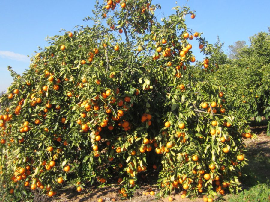 hooverhugecitrus (900x675)