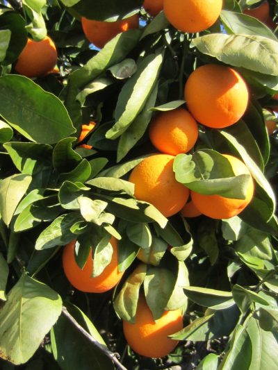 Fruit Of The Month Citrus