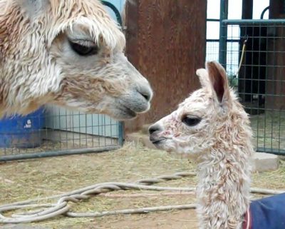 Alpacas Most Serene At Somerset