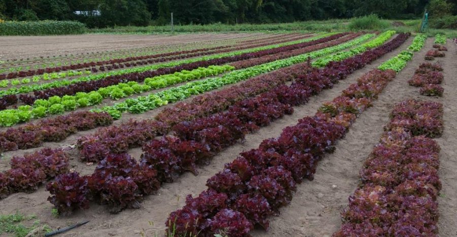 Greens in Lush Fields
