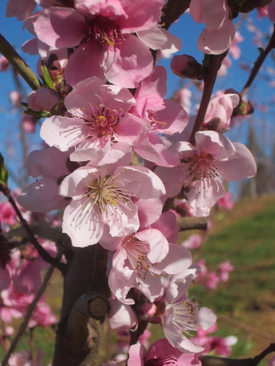 nectarine blossoms fausel (900x1200)