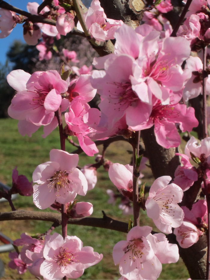 Nectarine Blossoms from Fausel Ranch. Photo by Betty Arnold
