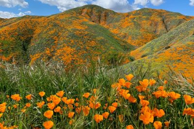 California Poppy Spectacle Closes Traffic
