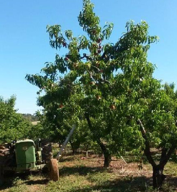 Picking in the Tree at Beal's Orchard