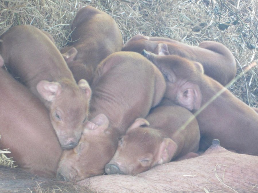 Piglets born middle of April 2016.