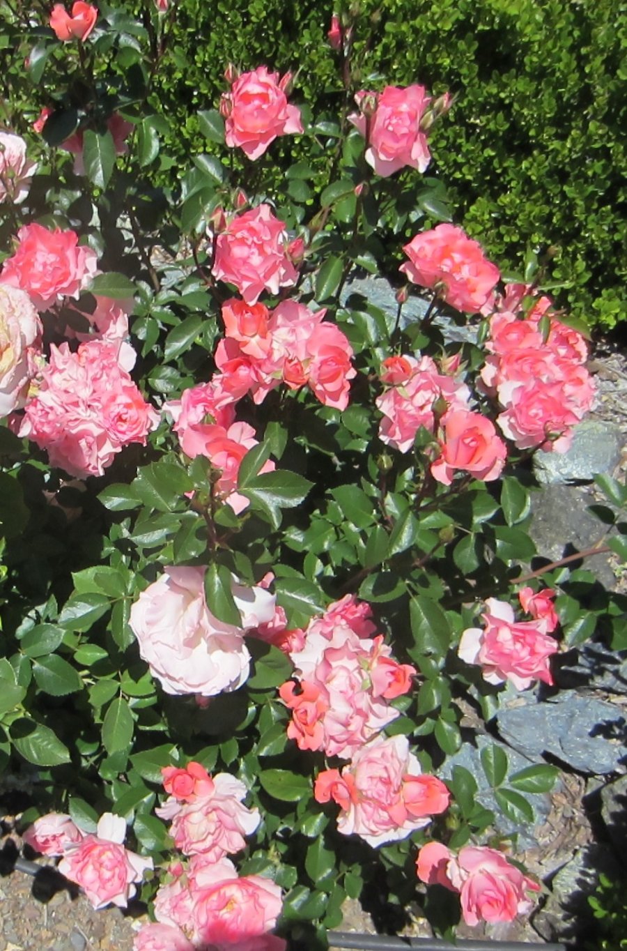 pinkrosebushcropped1 (900x1364)