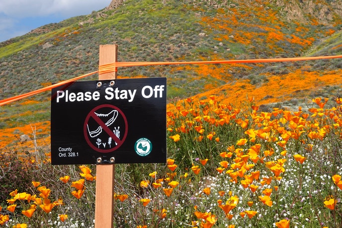 Crowds Ignore the Signs