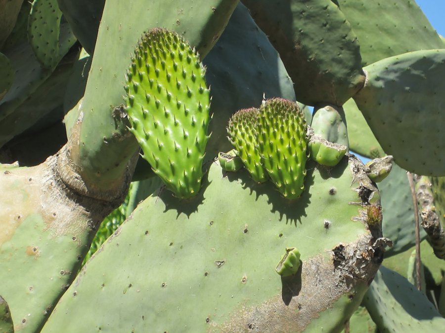 ppearcloseup (900x675)