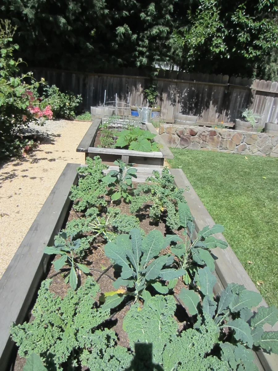 raised beds best (900x1200)