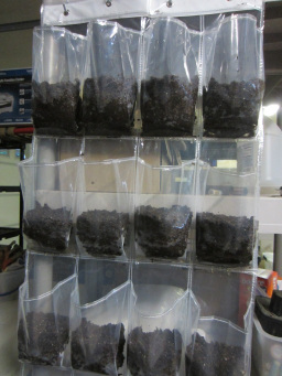 seeds in shoebag (256x341)