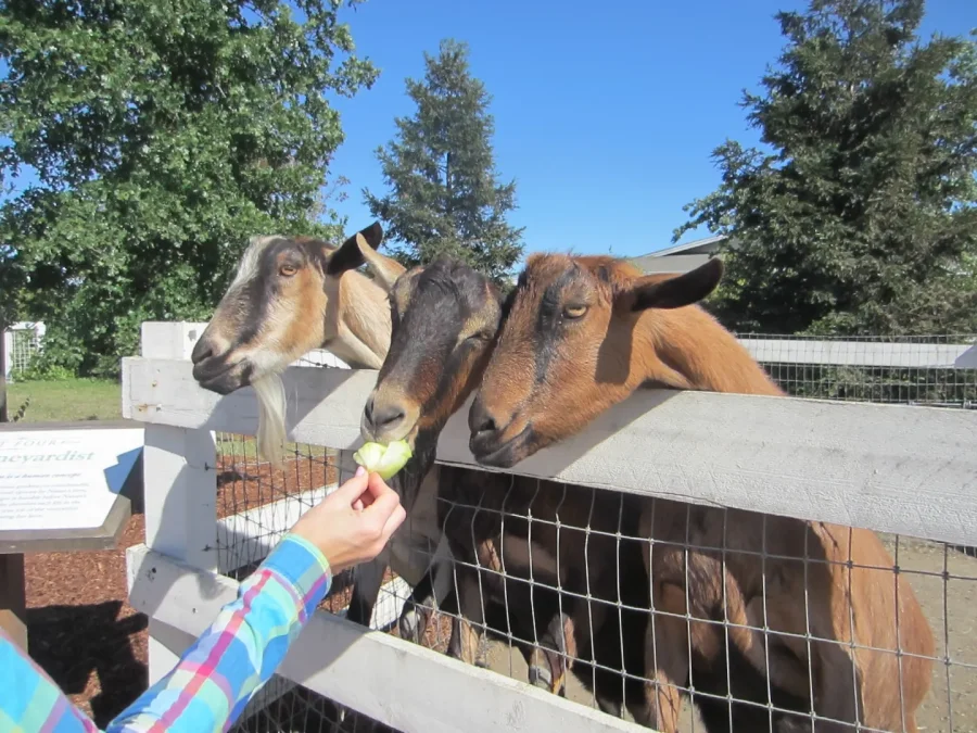 sheep and goats 516 (900x675)