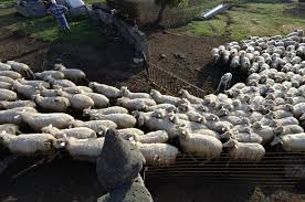 Herd of Sheep Of Sardinia