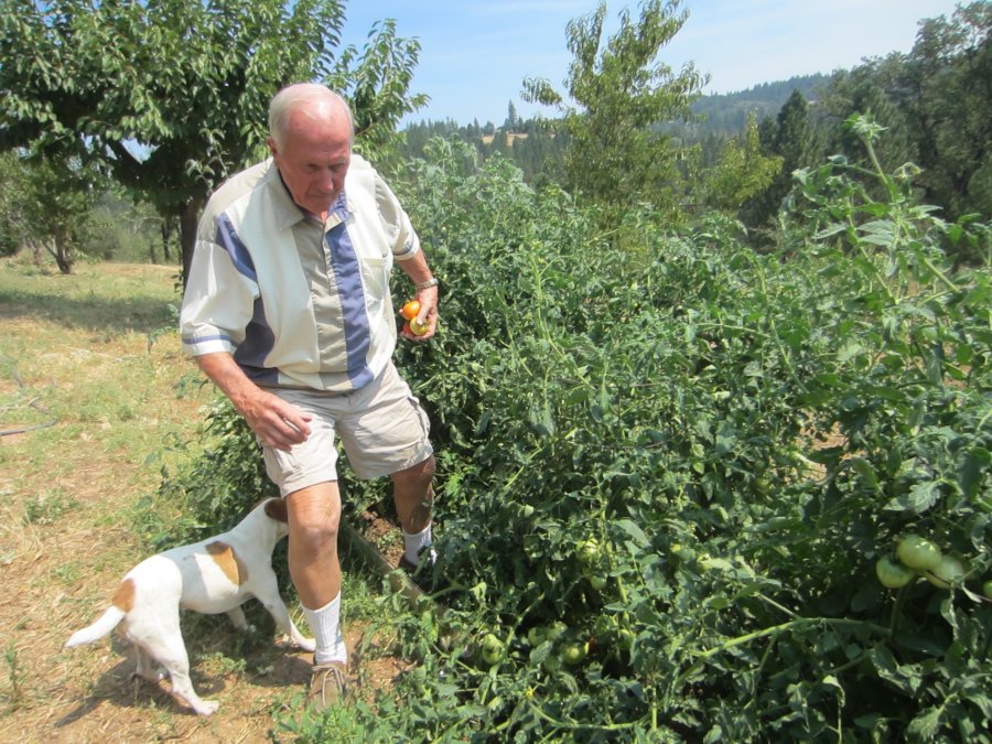tomatoesarthur (900x675)