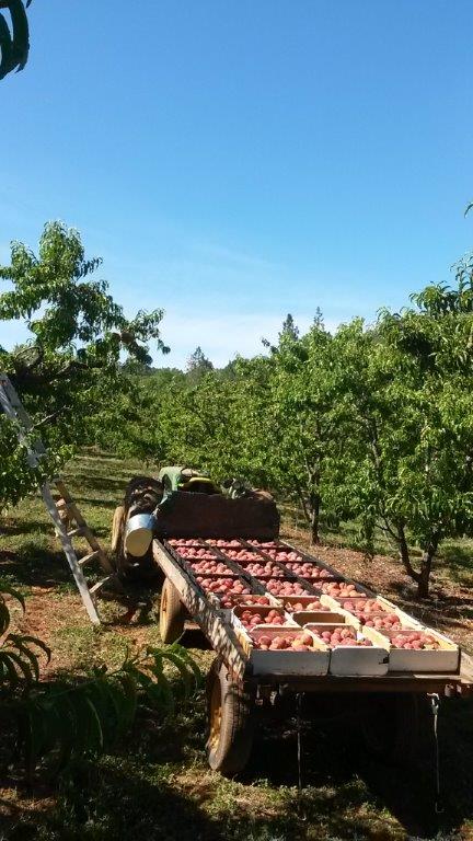 Tractor Load at the Orchard
