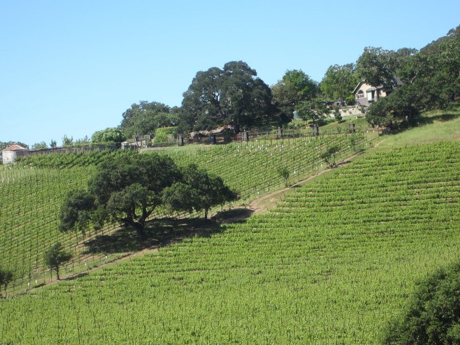 uphillvineyard2 (900x675)