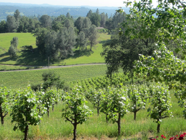 The View From Holly Hill