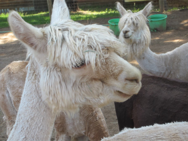 whodoesyourhair (601x451)