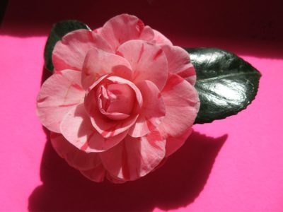 Camelia