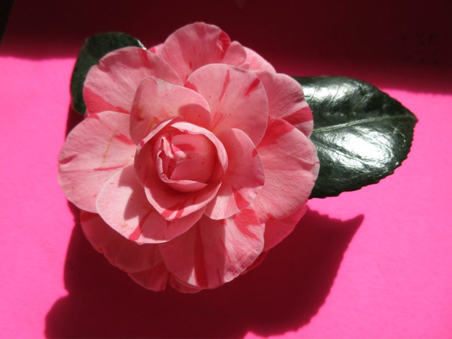Pink variegated camellia in bloom